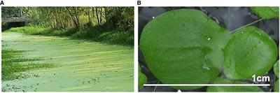 Contrasting patterns of 5S rDNA repeats in European and Asian ecotypes of greater duckweed, Spirodela polyrhiza (Lemnaceae)